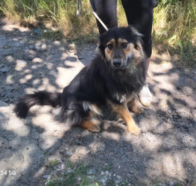 Elza, female Mixed Breed for adoption at OZ Šťastné Labky Fiľakovo