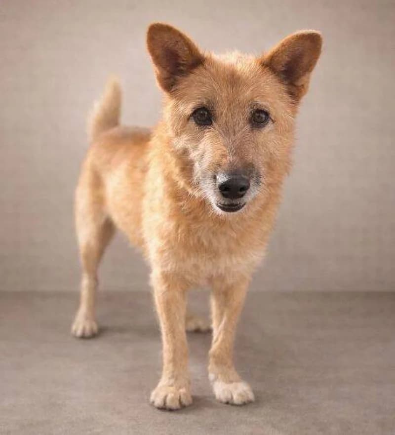 Elza, female Mixed Breed for adoption at OZ Šťastné Labky Fiľakovo