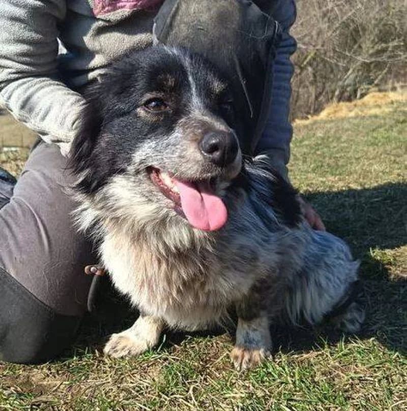 Flipper, female puppy Mixed Breed for adoption at OZ Šťastné Labky Fiľakovo