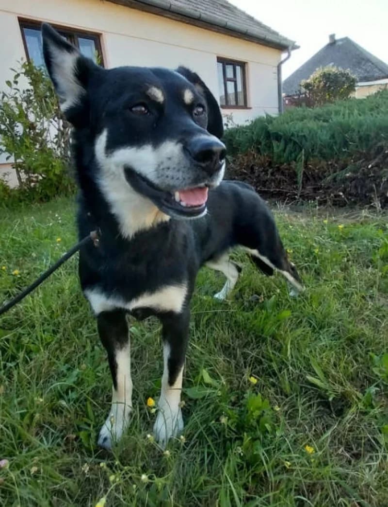 Freya, female Mixed Breed for adoption at OZ Šťastné Labky Fiľakovo