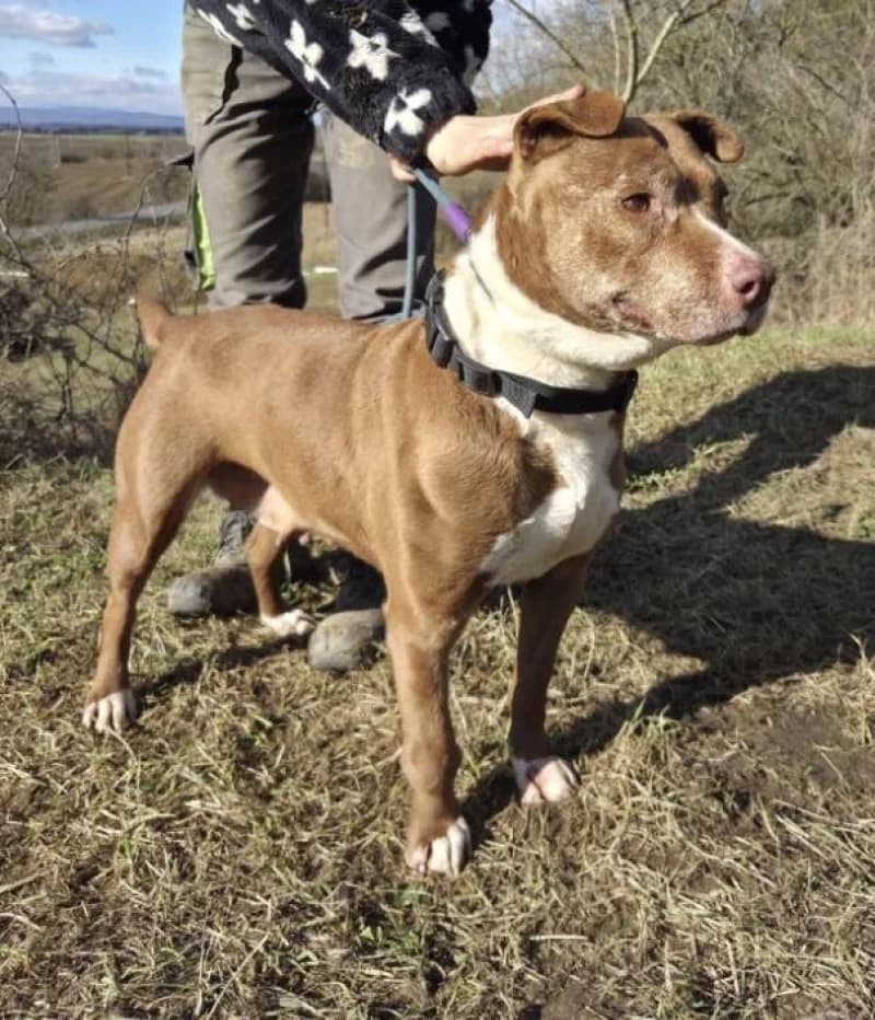 Hazel, Mixed Breed (OZ Šťastné Labky Fiľakovo)