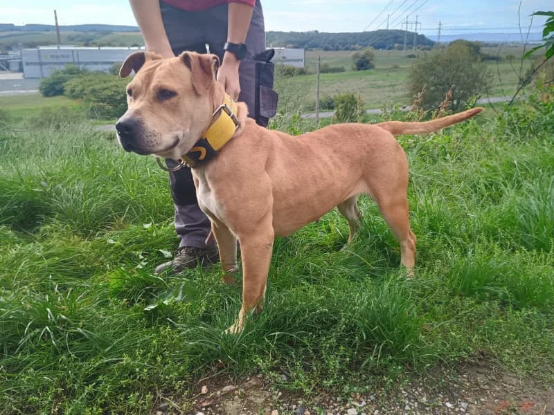 Jenna, female Mixed Breed for adoption at OZ Šťastné Labky Fiľakovo