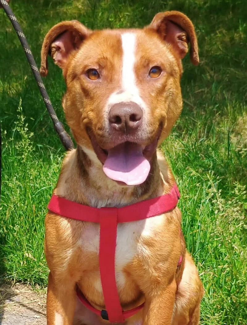 Julien, male Mixed Breed for adoption at OZ Šťastné Labky Fiľakovo