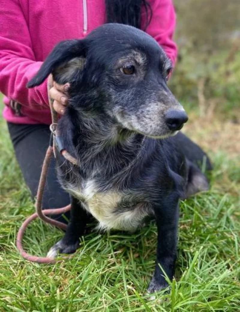 Labka, female Mixed Breed for adoption at OZ Šťastné Labky Fiľakovo