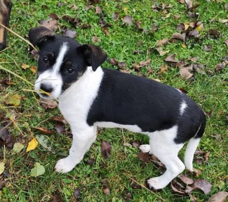 Lili, female Mixed Breed for adoption at OZ Šťastné Labky Fiľakovo