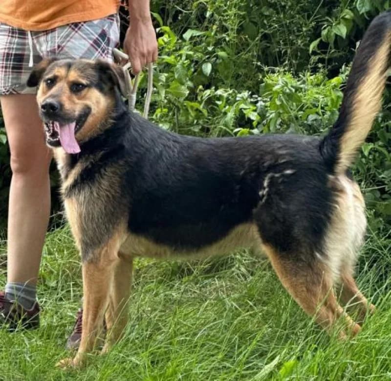 Lucky, male 5yo Mixed Breed for adoption at OZ Šťastné Labky Fiľakovo