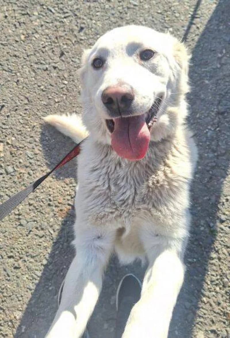 Lucy, female Mixed Breed for adoption at OZ Šťastné Labky Fiľakovo