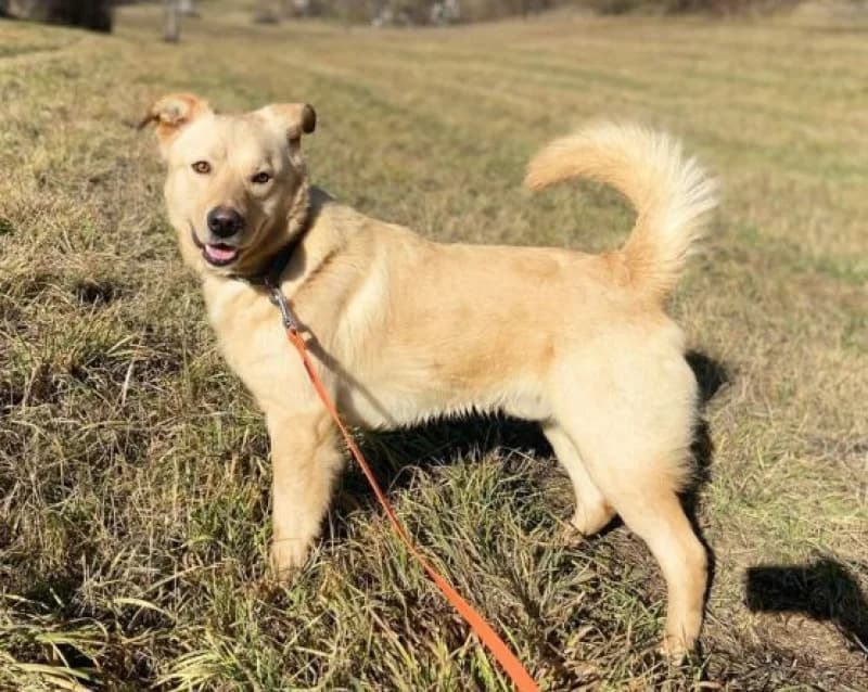 Marley, male young Mixed Breed for adoption at OZ Šťastné Labky Fiľakovo