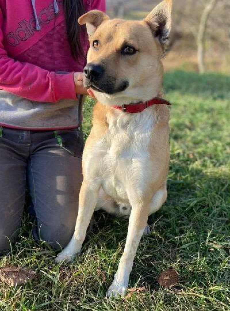Nico, male young Mixed Breed for adoption at OZ Šťastné Labky Fiľakovo