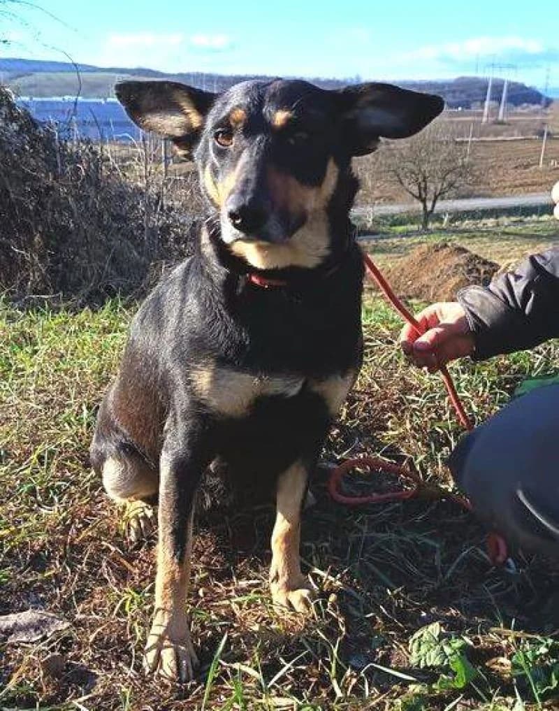 Nora, female Mixed Breed for adoption at OZ Šťastné Labky Fiľakovo