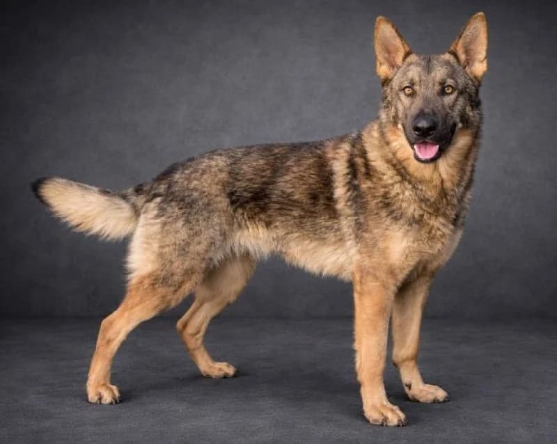 Oscar, Mixed Breed (OZ Šťastné Labky Fiľakovo)