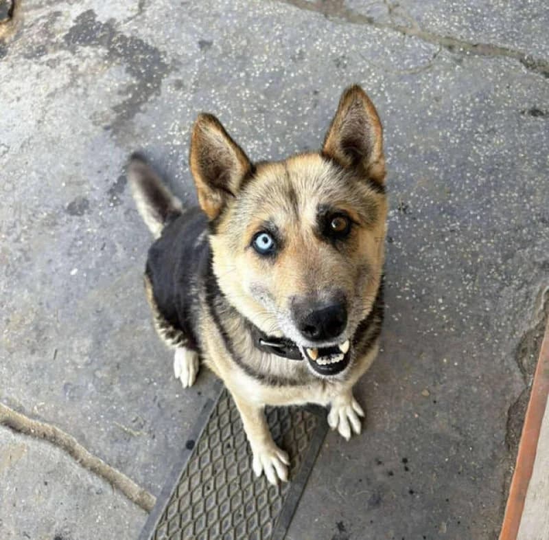 Pumpkin, female Mixed Breed for adoption at OZ Šťastné Labky Fiľakovo