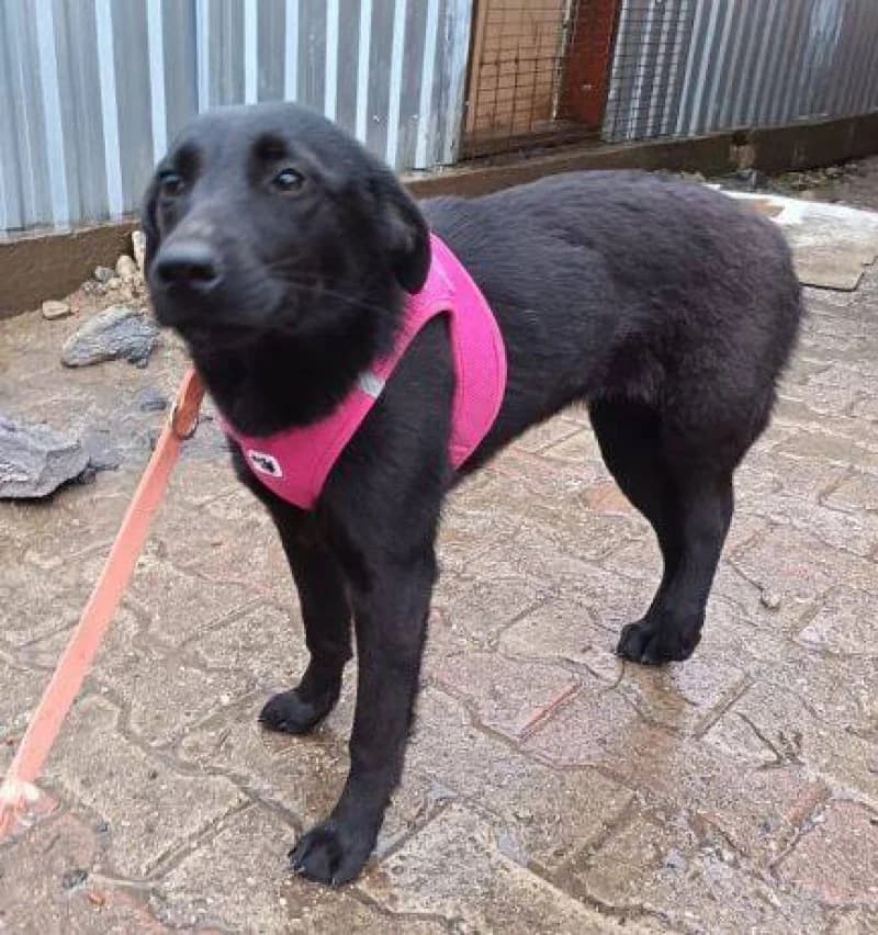 Rori, female Mixed Breed for adoption at OZ Šťastné Labky Fiľakovo