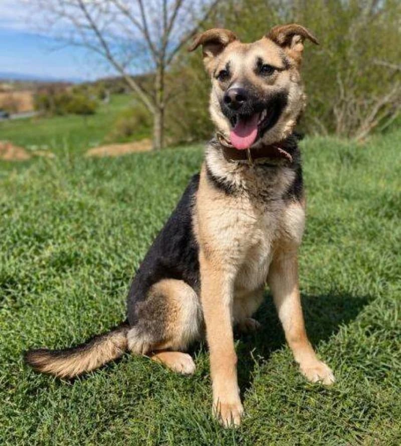 Ruby, female puppy Mixed Breed for adoption at OZ Šťastné Labky Fiľakovo
