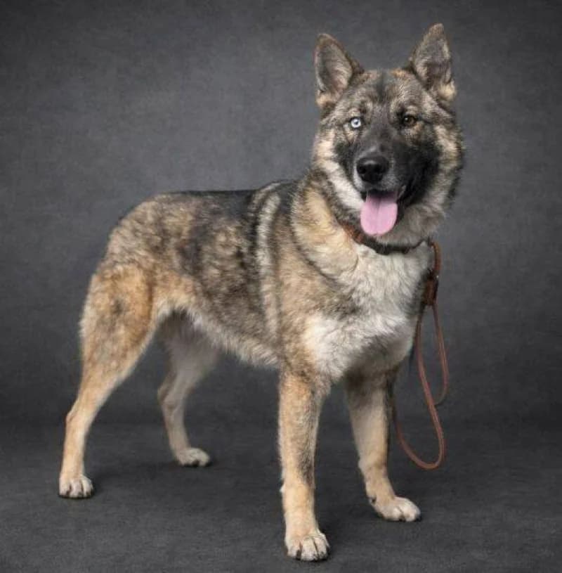 Skipper, male Mixed Breed for adoption at OZ Šťastné Labky Fiľakovo