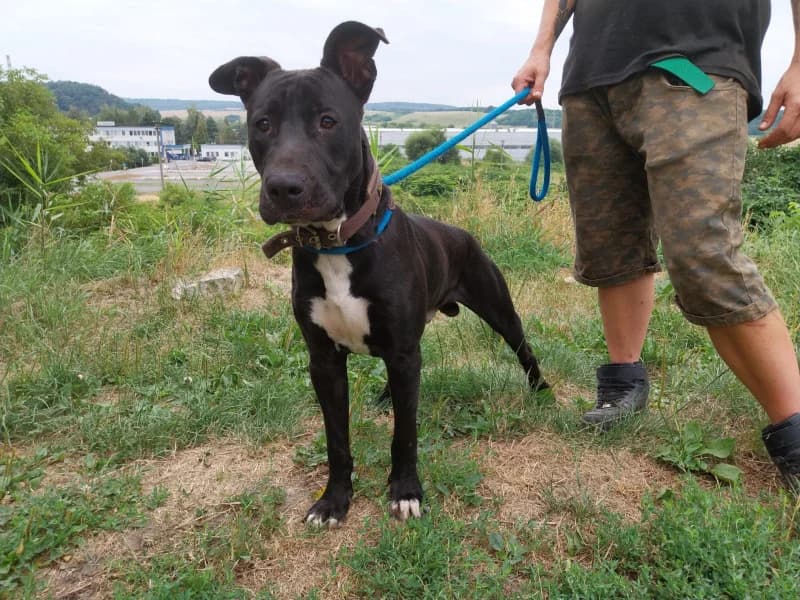 Sunny, male 3yo Mixed Breed for adoption at OZ Šťastné Labky Fiľakovo