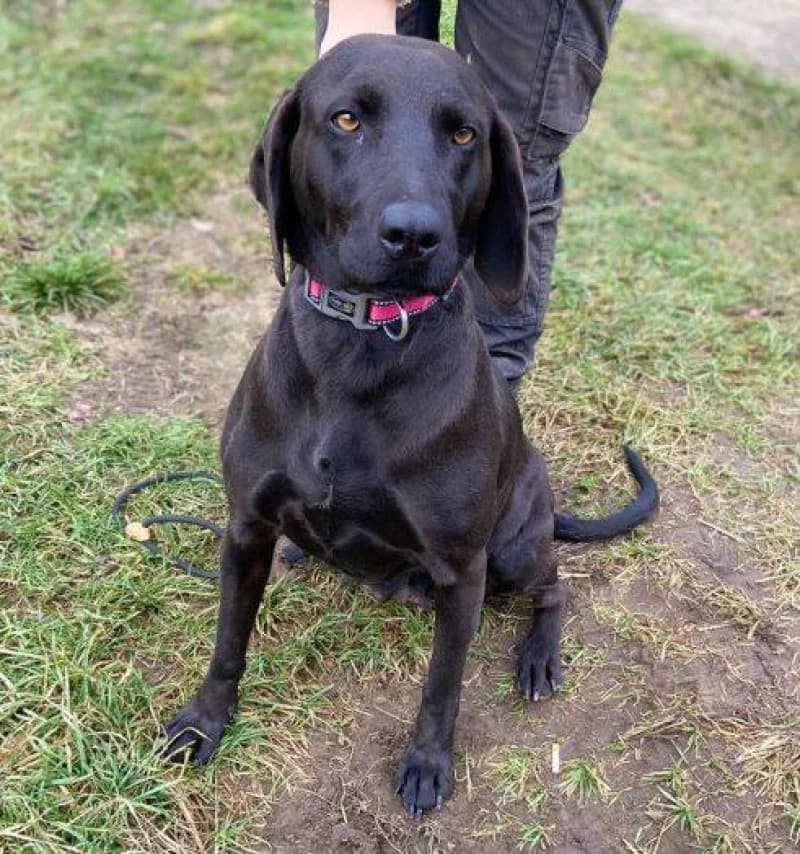 Thalia, female Mixed Breed for adoption at OZ Šťastné Labky Fiľakovo