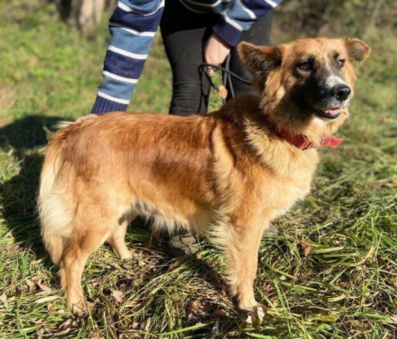 Uma, female Mixed Breed for adoption at OZ Šťastné Labky Fiľakovo