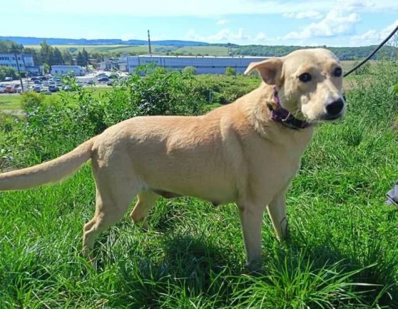 Wendy, female Mixed Breed for adoption at OZ Šťastné Labky Fiľakovo