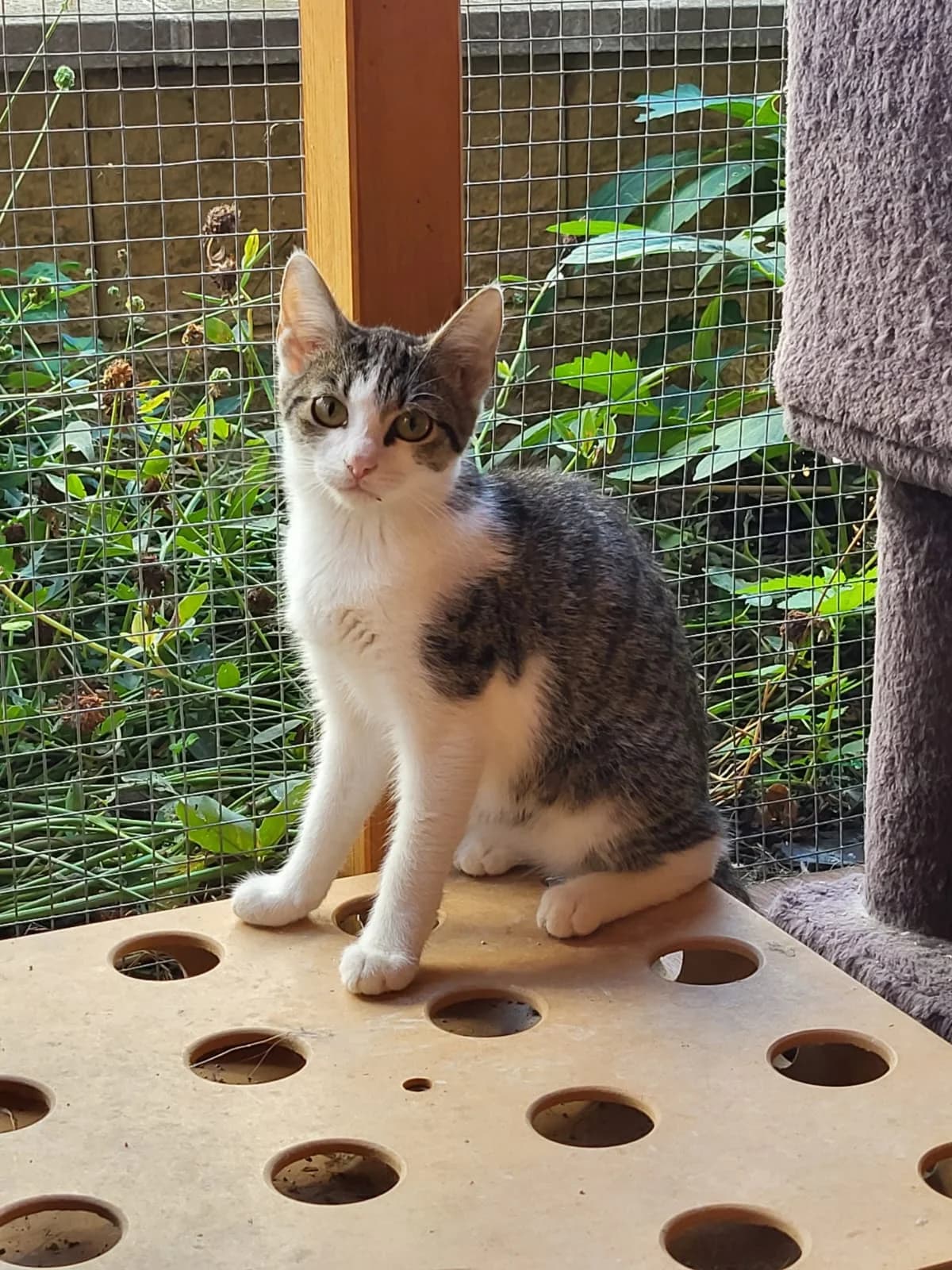Bina v DO, young Mixed Breed for adoption at Utulok Piestany, Utulek Piestany