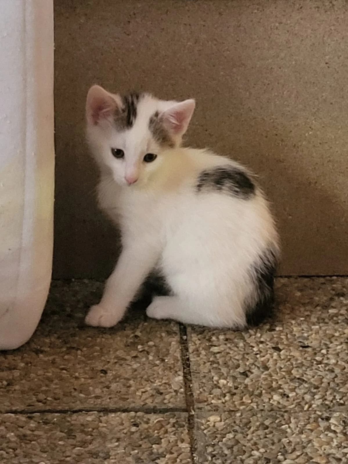Jupy v DO, young Mixed Breed for adoption at Utulok Piestany, Utulek Piestany