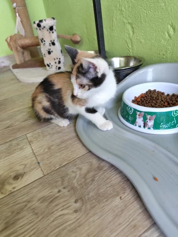 Monica,  puppy Mixed Breed for adoption at Utulok Piestany, Utulek Piestany