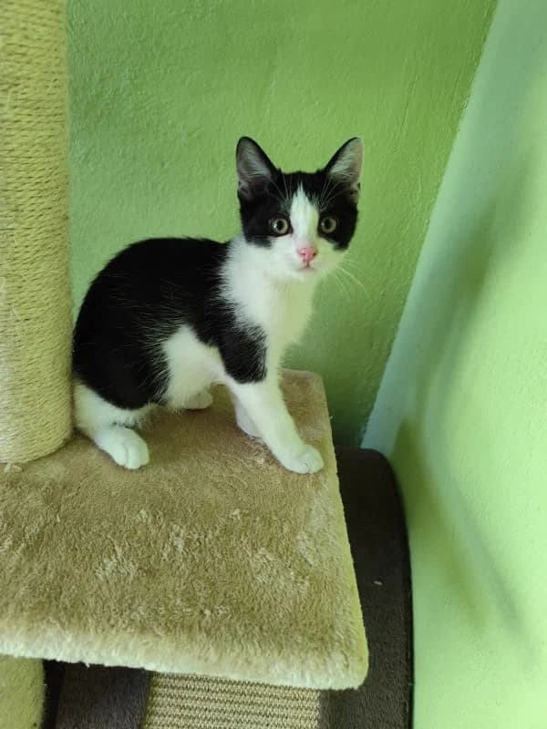 Hurikan,  Mixed Breed for adoption at Utulok Piestany, Utulek Piestany