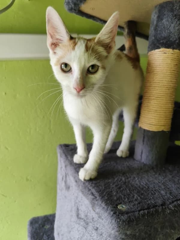 Branka,  Mixed Breed for adoption at Utulok Piestany, Utulek Piestany