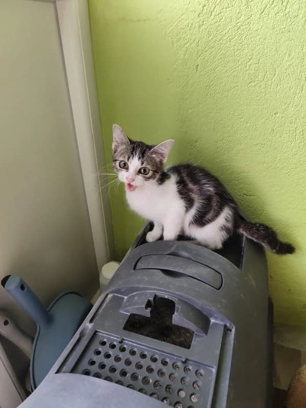Deva,  Mixed Breed for adoption at Utulok Piestany, Utulek Piestany