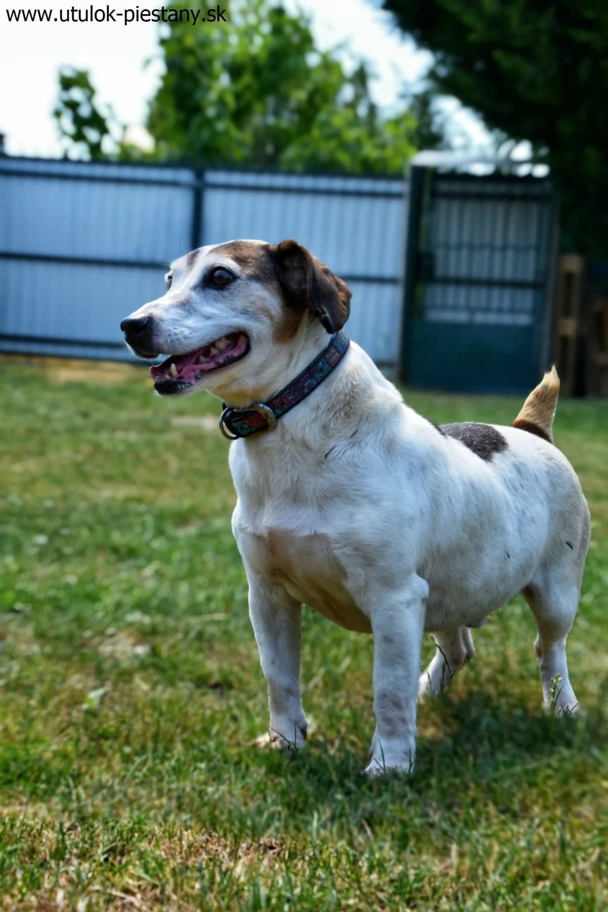 Jordi, senior Mixed Breed for adoption at Utulok Piestany, Utulek Piestany