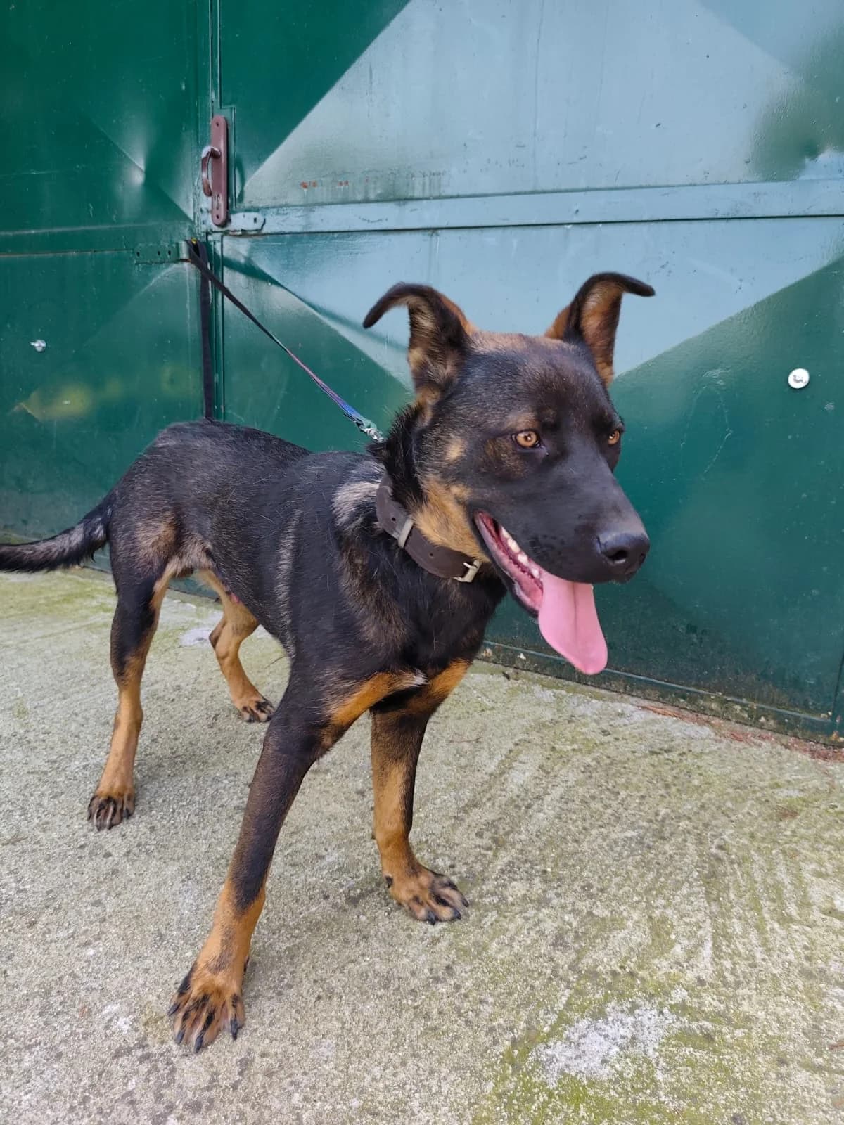 Webster-Monty, young Mixed Breed for adoption at Utulok Piestany, Utulek Piestany
