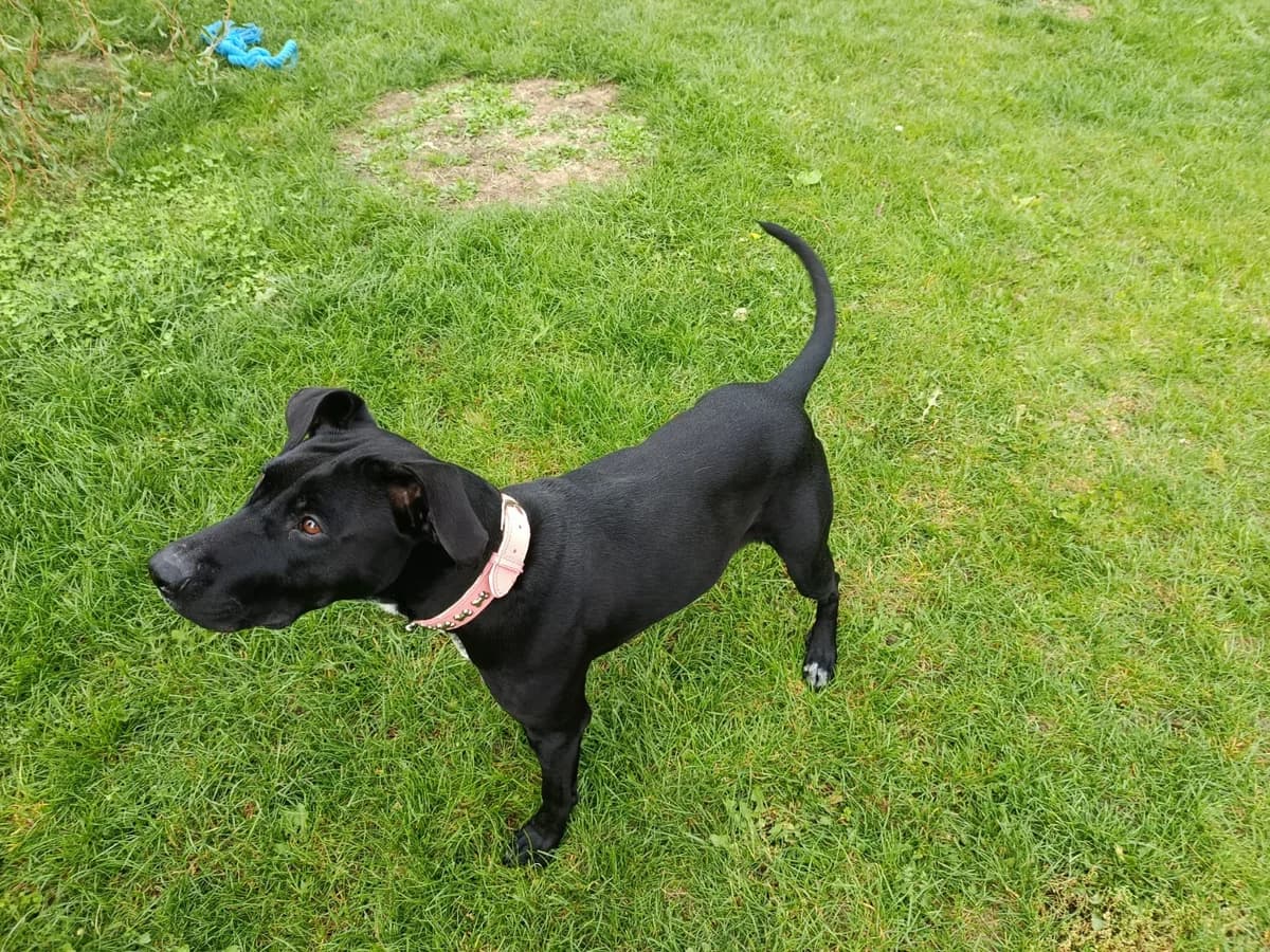 Trixi, 7yo Mixed Breed for adoption at Utulok Piestany, Utulek Piestany