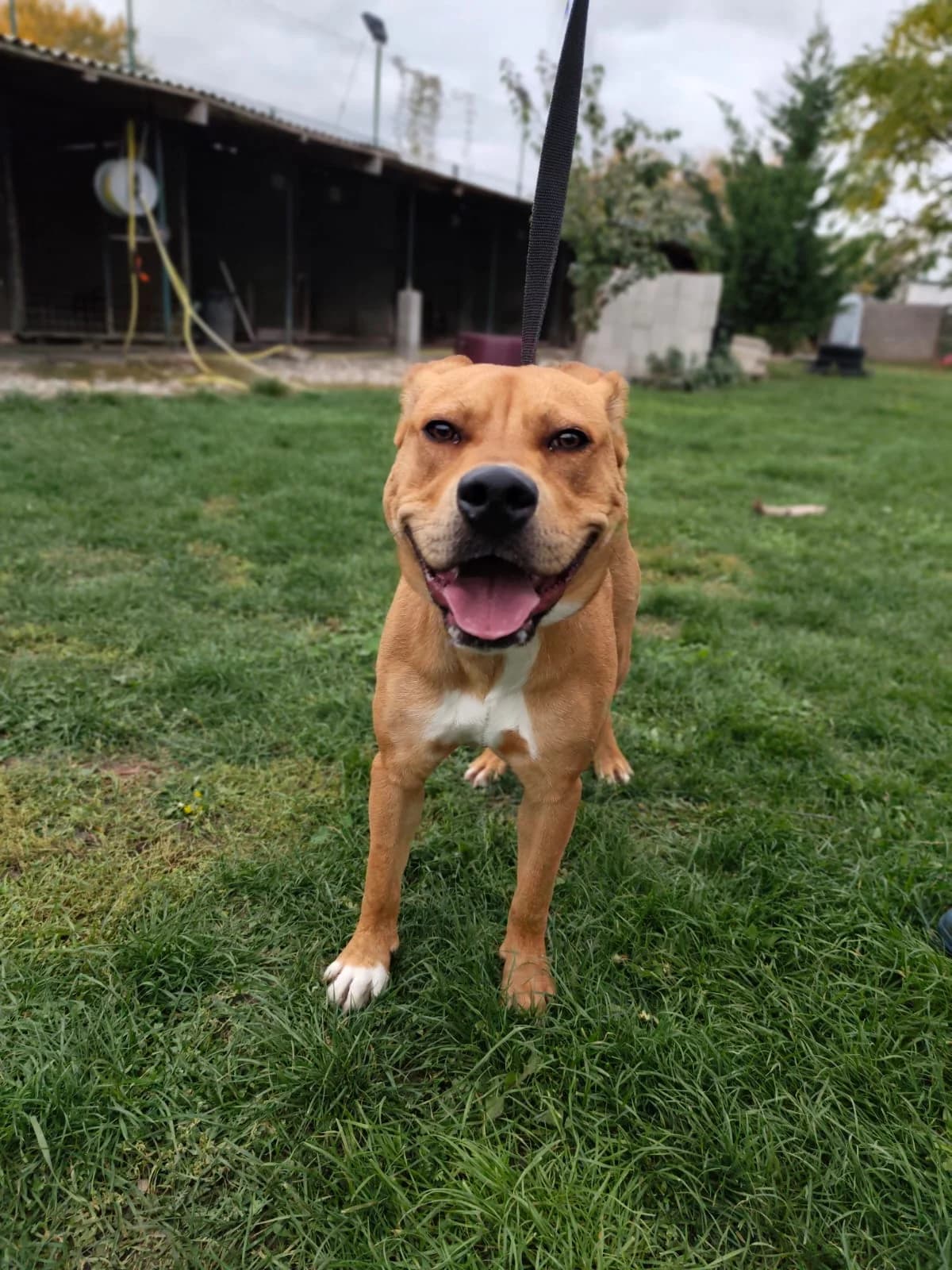 Erkan, young Mixed Breed for adoption at Utulok Piestany, Utulek Piestany
