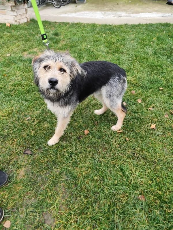 Toggo, young Mixed Breed for adoption at Utulok Piestany, Utulek Piestany