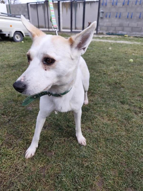 Beločka, young Mixed Breed for adoption at Utulok Piestany, Utulek Piestany