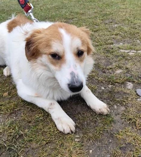 Malva, young Mixed Breed for adoption at Utulok Piestany, Utulek Piestany