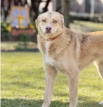 Milka -Shireen, young Mixed Breed for adoption at Utulok Piestany, Utulek Piestany