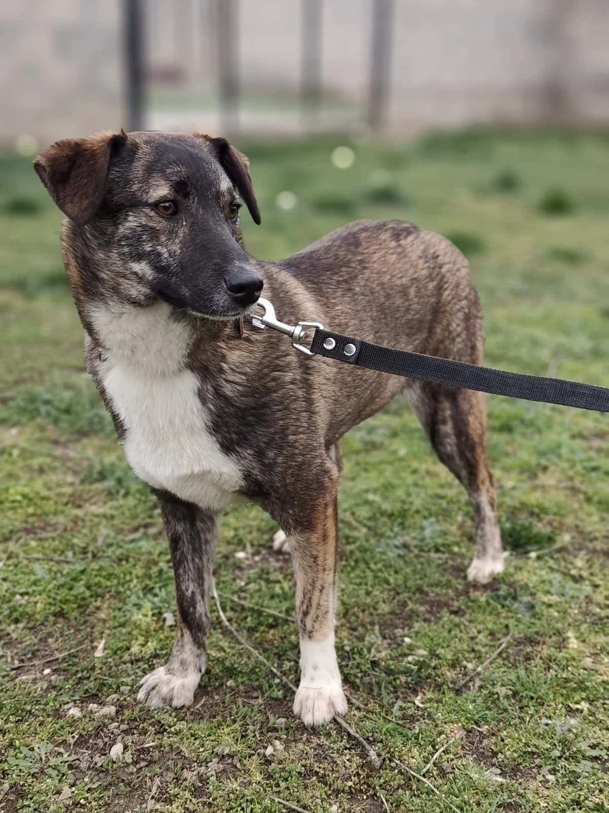 Shaya-Lucy, young Mixed Breed for adoption at Utulok Piestany, Utulek Piestany
