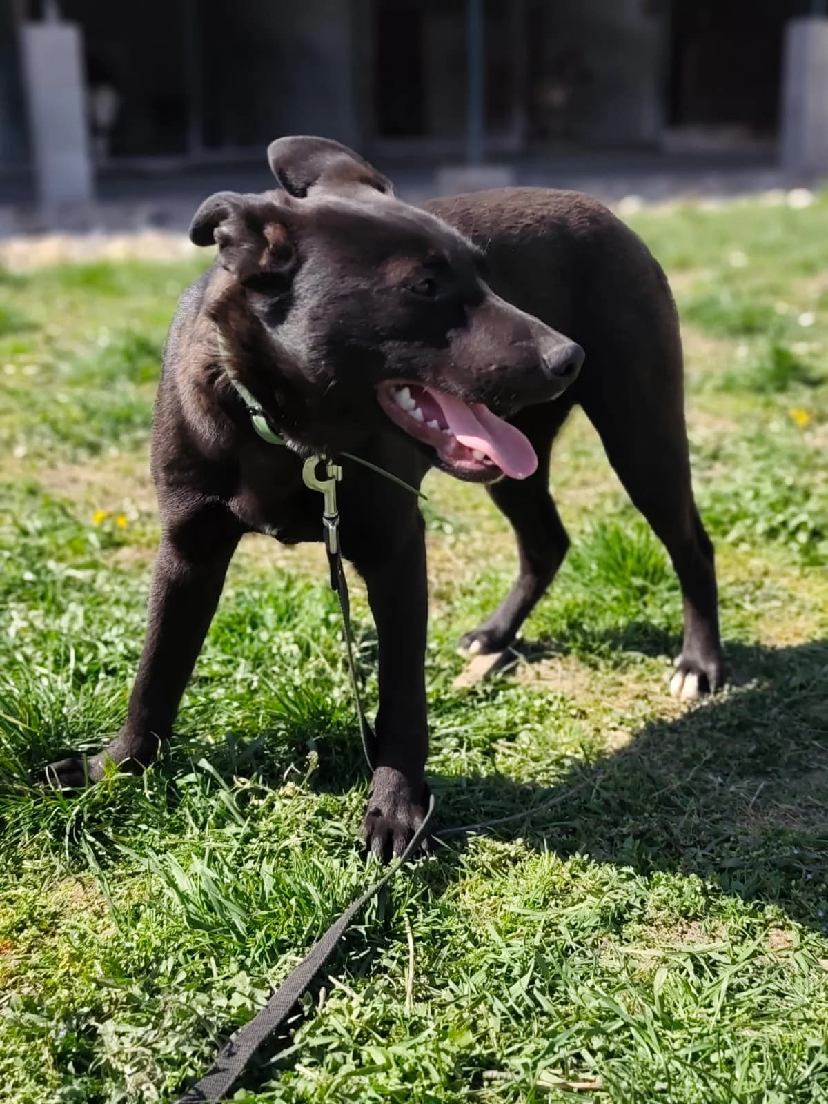 Omar- Nero reservé, puppy Mixed Breed for adoption at Utulok Piestany, Utulek Piestany