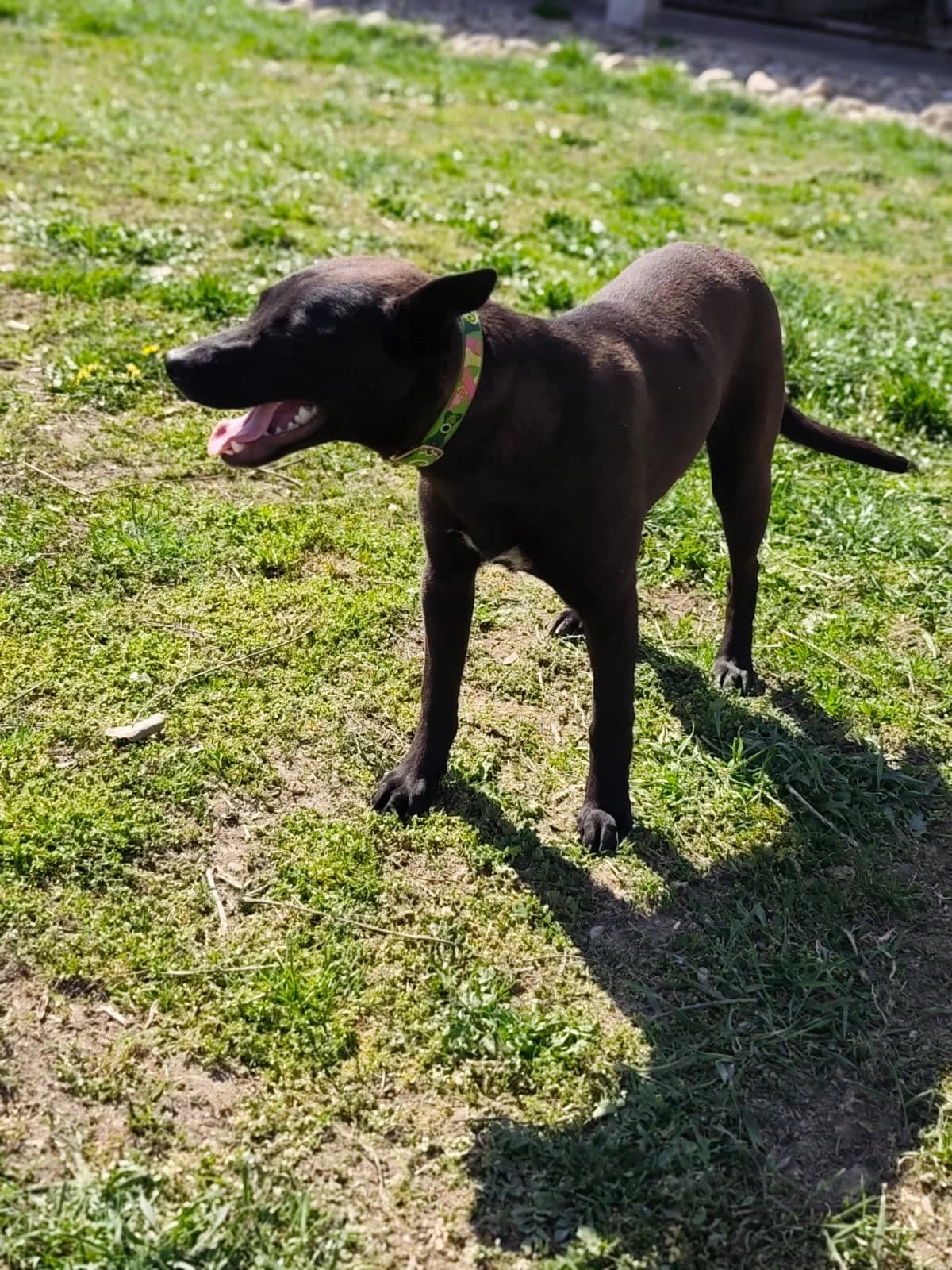 Fatima-Lili, young Mixed Breed for adoption at Utulok Piestany, Utulek Piestany