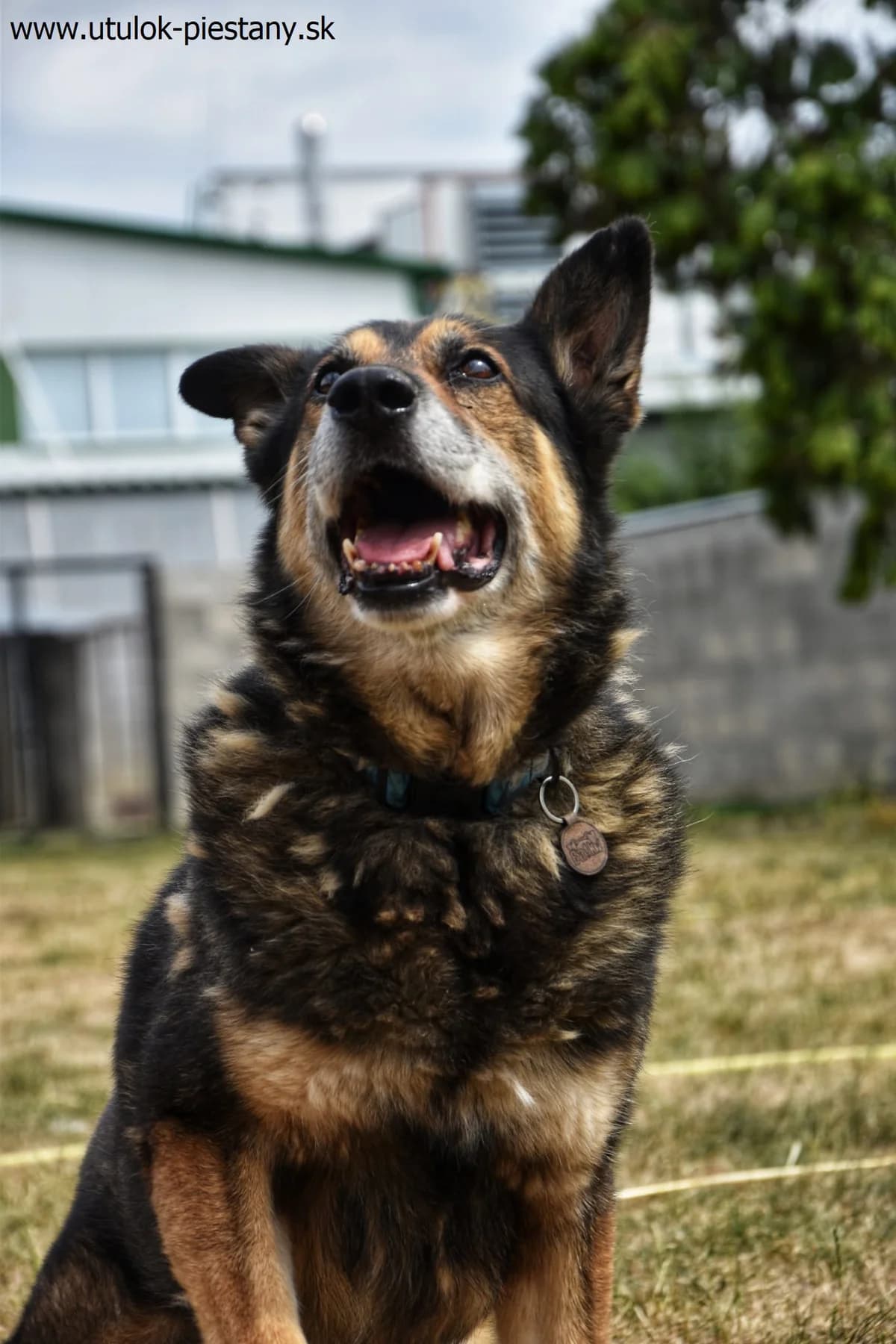 Urmel,  senior Mixed Breed for adoption at Utulok Piestany, Utulek Piestany