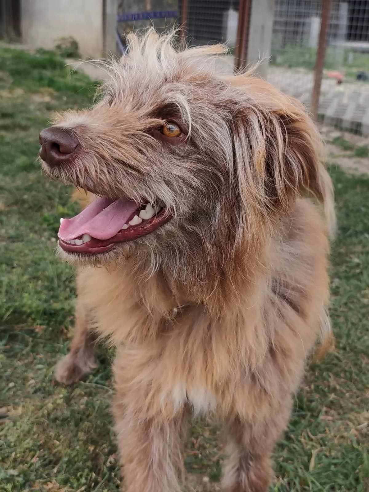 Alvin, young Mixed Breed for adoption at Utulok Piestany, Utulek Piestany