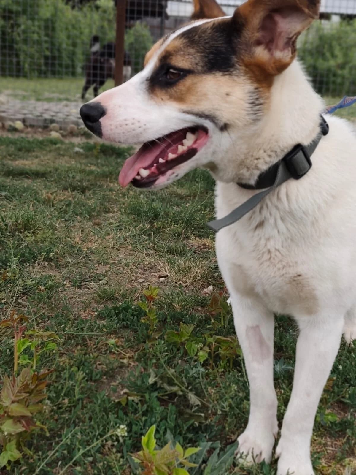 Emma - Wanda, young Mixed Breed for adoption at Utulok Piestany, Utulek Piestany