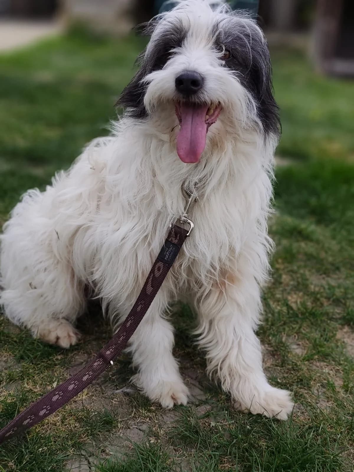 Markus-Jake, young Mixed Breed for adoption at Utulok Piestany, Utulek Piestany