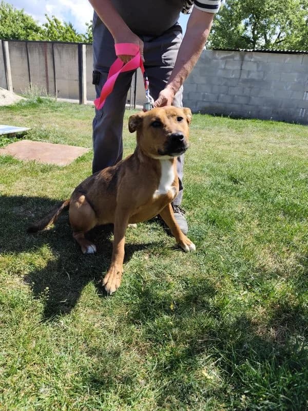 Kora, young Mixed Breed for adoption at Utulok Piestany, Utulek Piestany