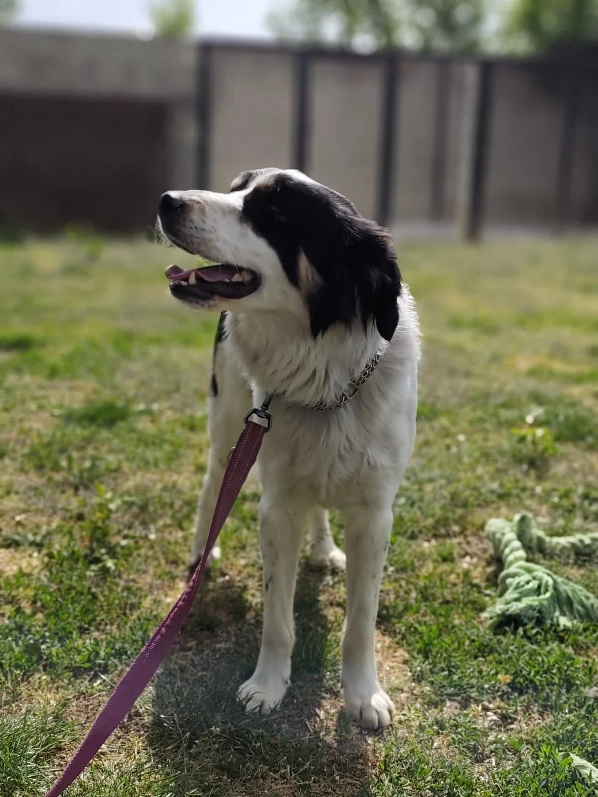 Noro, young Mixed Breed for adoption at Utulok Piestany, Utulek Piestany