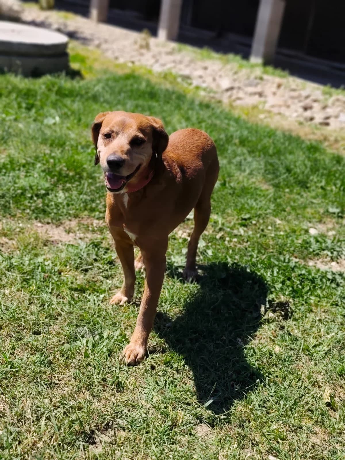 Fero Tobi, senior Mixed Breed for adoption at Utulok Piestany, Utulek Piestany