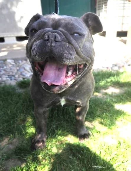 Sia, 5yo Mixed Breed for adoption at Utulok Piestany, Utulek Piestany