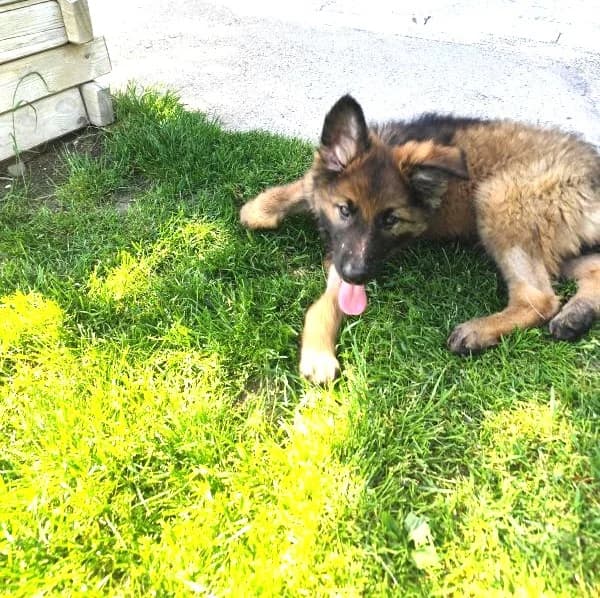 Gaba, puppy Mixed Breed for adoption at Utulok Piestany, Utulek Piestany