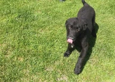 Limi, puppy Mixed Breed for adoption at Utulok Piestany, Utulek Piestany